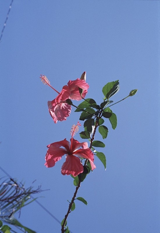 Men Become Flowers